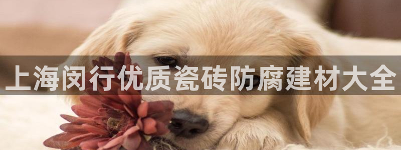 杏鑫官方平台怎么样