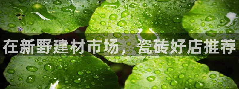 杏鑫官方app代理