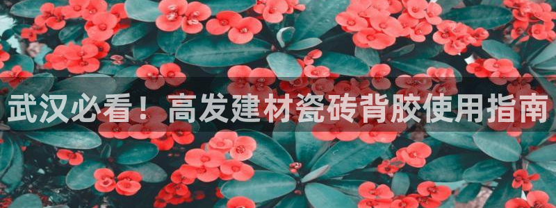 杏鑫官网最新信息